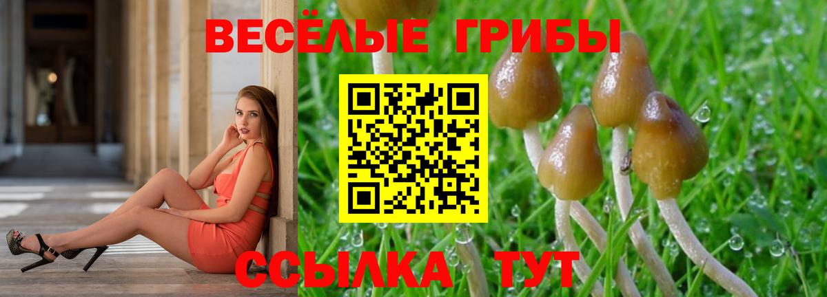 Галлюциногенные грибы Psilocybe  Вход с VPN  Верхняя Пышма 